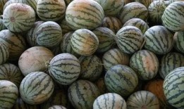 网红黑瓜吃料视频,揭秘网红美食背后的真相